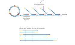 Featured image of post 分子生物学及实验