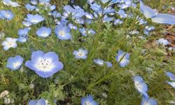 Featured image of post 植物学及实验（甲）